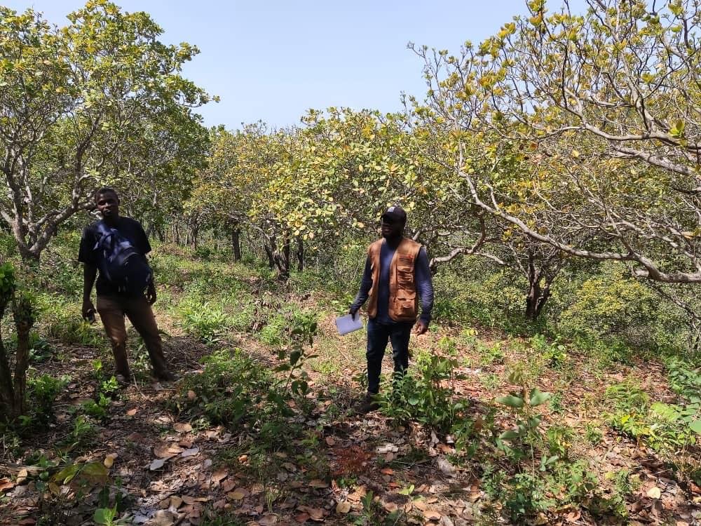 Inspection d’une plantation d’anacardier biologique dans le cadre de certification biologique (EOS & NOP) d’une coopérative dans la région centrale au TOGO