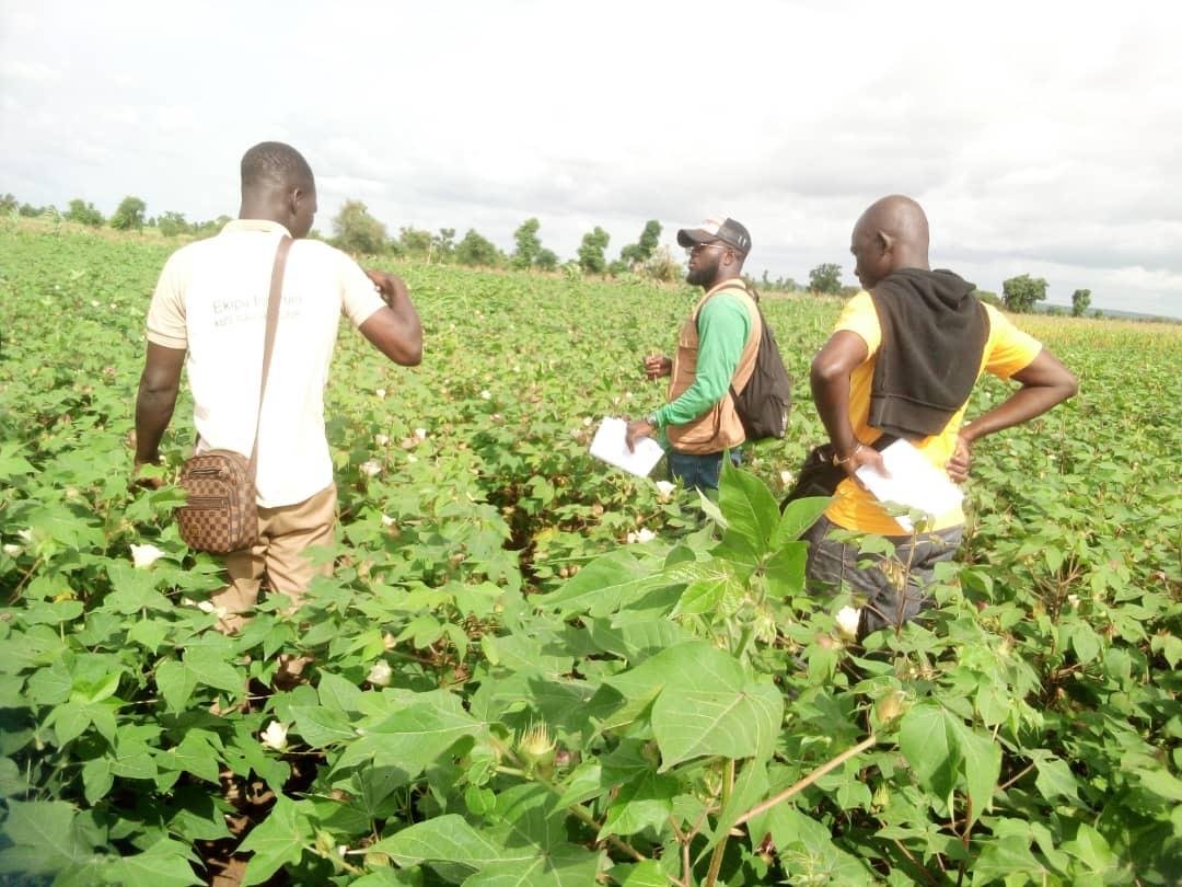 Inspection d’une parcelle de coton biologique au Nord – Bénin