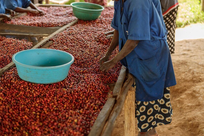 Production, transformation et exportation des produits agricoles biologiques et équitable