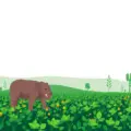 Normes agriculture bio : certification, enjeux et marchés clés